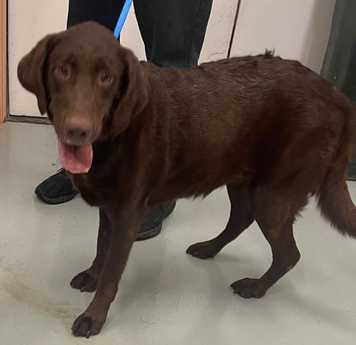 Culpeper Shelter Pets for week of Sept. 5, 2021 Culpeper Shelter Pets for week of Sept. 5, 2021
