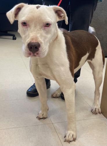 Culpeper Shelter Pets for week of Aug. 29, 2021 Culpeper Shelter Pets for week of Aug. 29, 2021