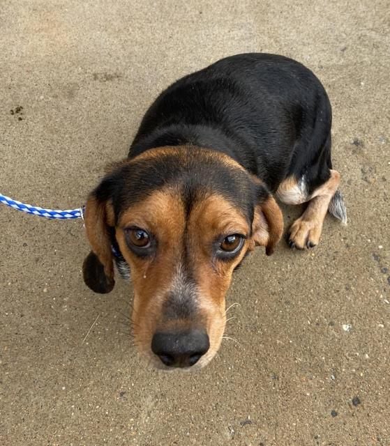 Culpeper Shelter Pets for Dec. 8, 2019 | Culpliving | starexponent.com