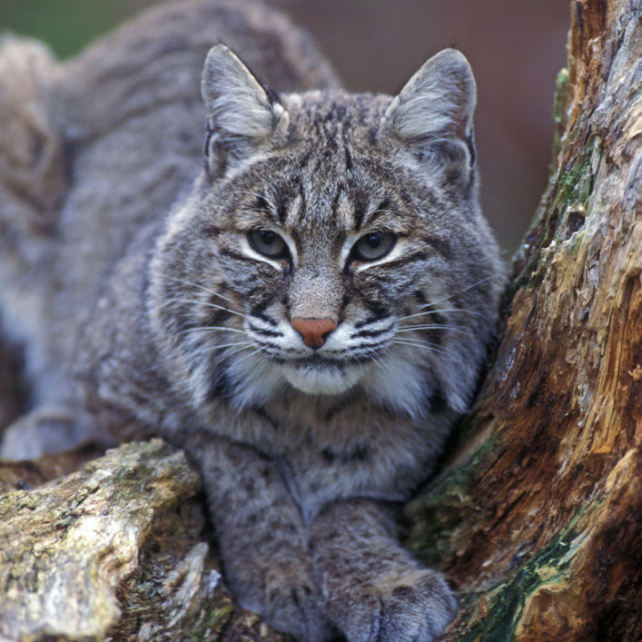 Bobcat attacks N.C. man unloading groceries outside his home. 'He