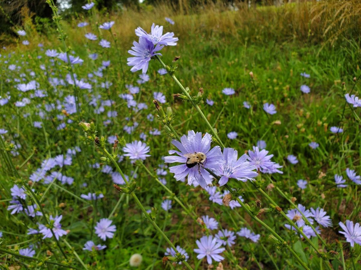 Chicory blooming country road Culpeper (copy)