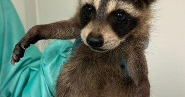 PATIENT OF THE WEEK: baby raccoons very cute, but a lot of work
