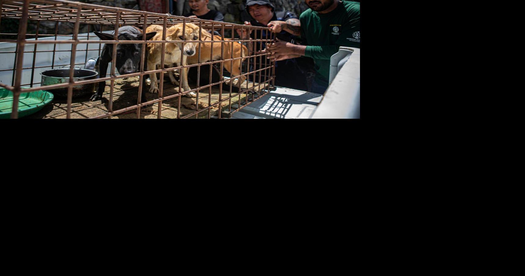 Tigers get chicken ice pops at Thai zoo