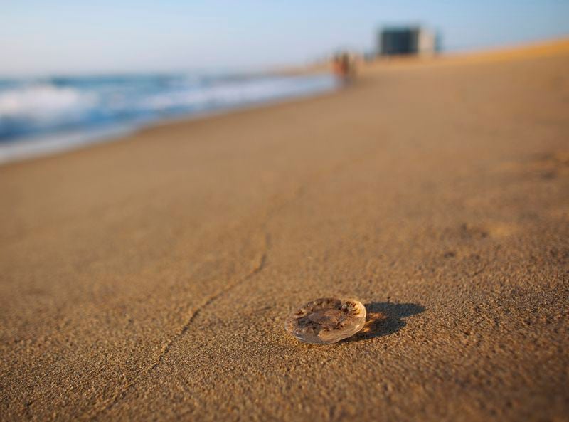 Droves of jellyfish washing up on Virginia Beach Oceanfront