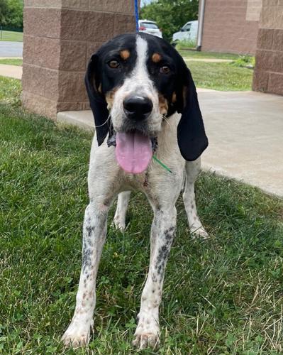 Culpeper Shelter Pets for week of July 10, 2022
