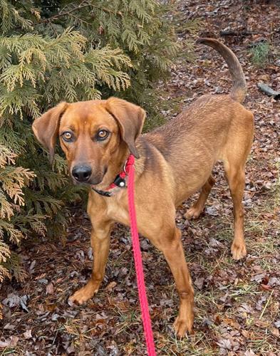 Culpeper Shelter Pets for week of March 13, 2022 Culpeper Shelter Pets for week of March 13, 2022