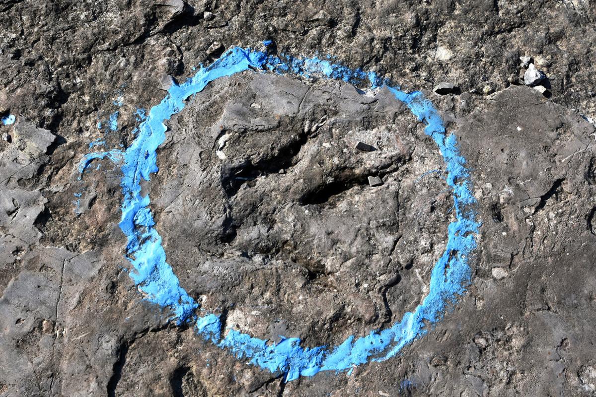 luck stone dinosaur tracks