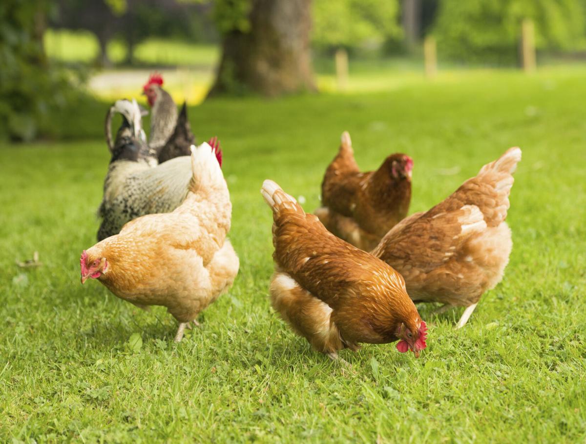 Culpeper commission chicken goes planning amendment to