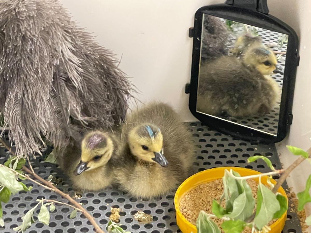 Goslings