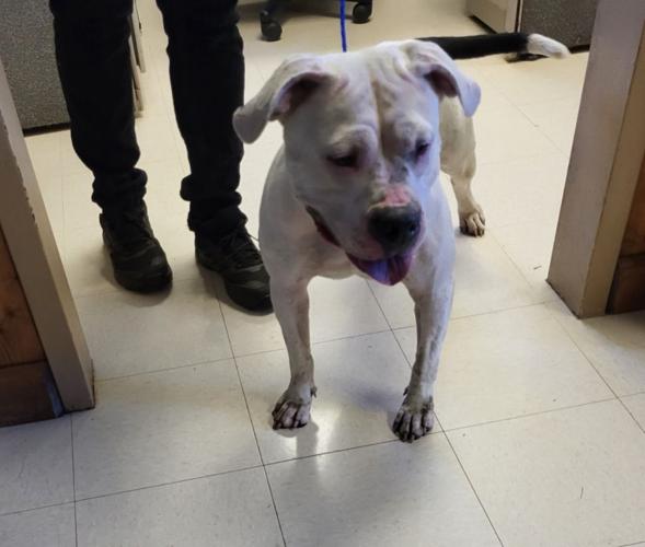 Culpeper Shelter Pets for week of Aug. 28, 2022 Culpeper Shelter Pets for week of Aug. 28, 2022