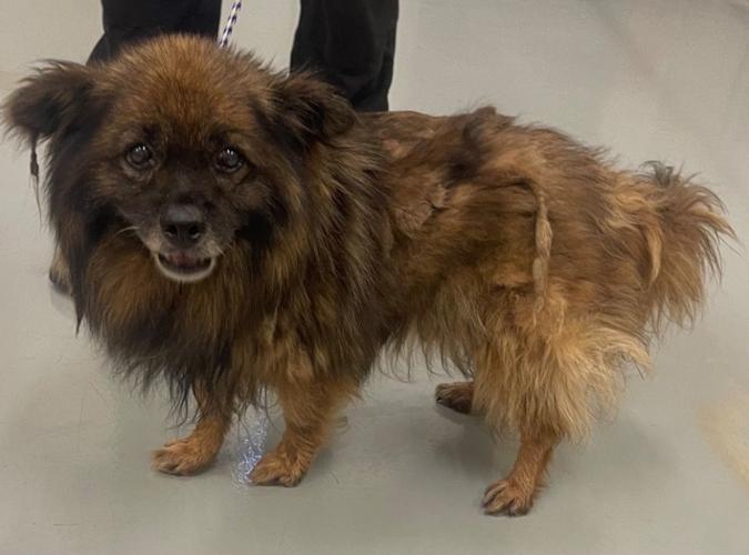 Culpeper Shelter Pets for week of Aug. 29, 2021 Culpeper Shelter Pets for week of Aug. 29, 2021