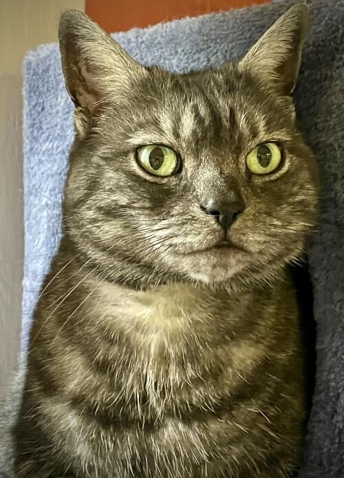 Luna aka The Cat From Another Planet