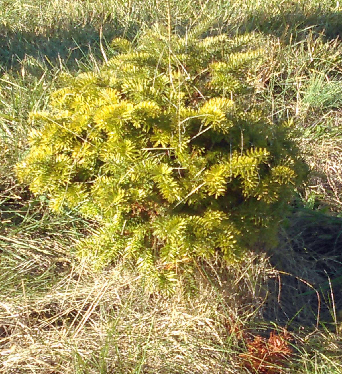 Local Growers Christmas Trees Going Fast This Season Latest News Starexponent Com