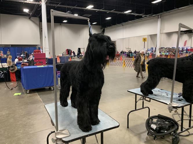 Celebrate Virginia Cluster Dog Show returns