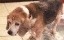 Missing dog