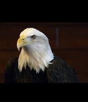 Bald Eagle Watch Weekend Returns To Starved Rock