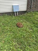 Snake Creates Stir In Ottawa
