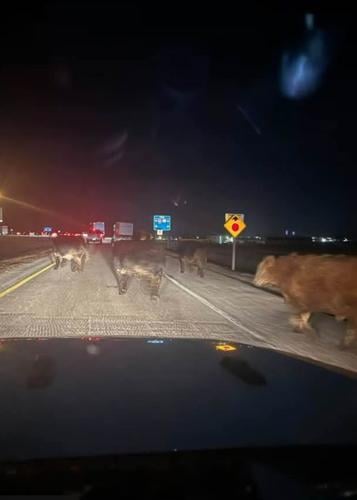 Semi hauling livestock crashes near Ladd; cattle wandering freely | 103 ...