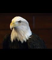Bald Eagle Watch Weekend Scaled Back