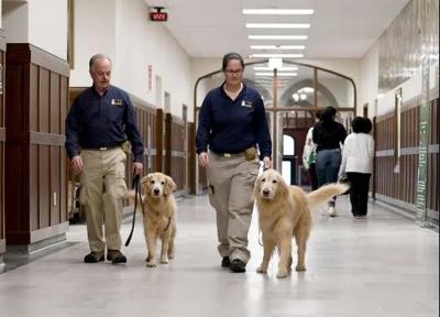 Detection Canines Zeus And Oakley With Handlers