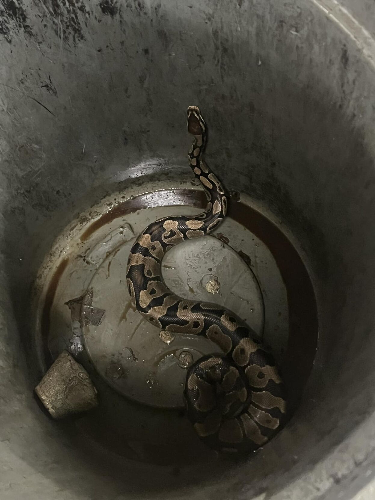 Python Causes Stir In Ottawa | 103.9 WLPO | starvedrock.media