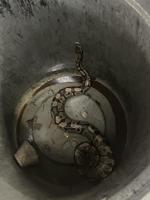 Python Causes Stir In Ottawa