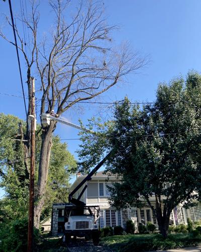 Photo 100 Year Old Elm Tree Removed On Campbell Street News State Journal Com