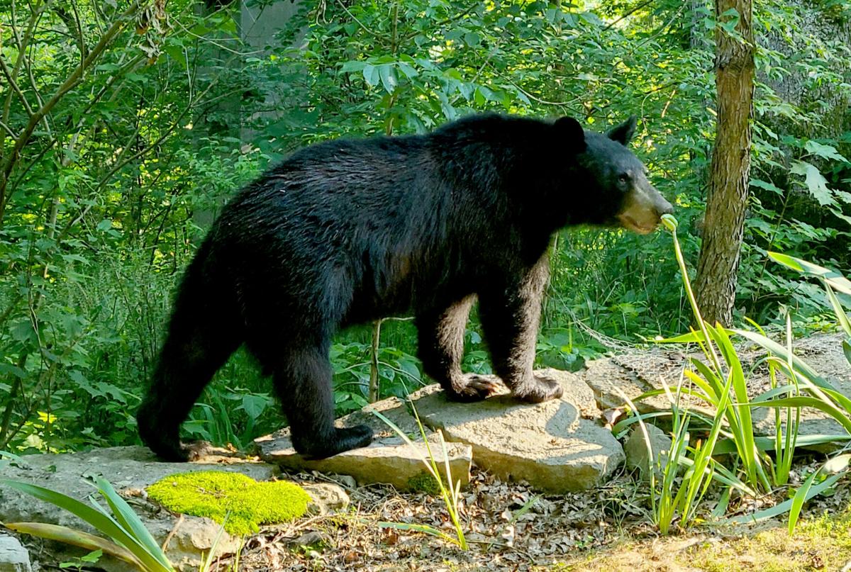 Remember the Clear Bag Policy - West Virginia Black Bears