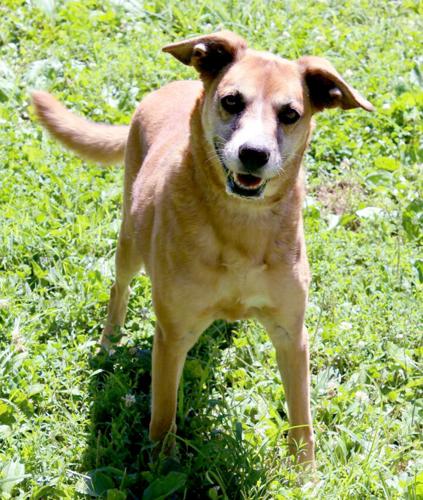 Animal for adoption: Meet Socks! | Spectrum | state-journal.com