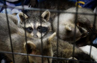 Finding Purpose Angela Cox Giving Wildlife A Second Chance Spectrum State Journal Com