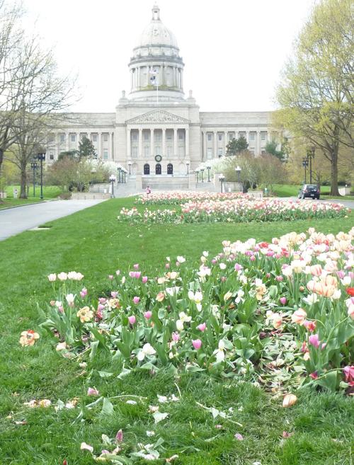 PHOTO: Capitol tulips run over with vehicle
