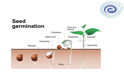 seed germination.png