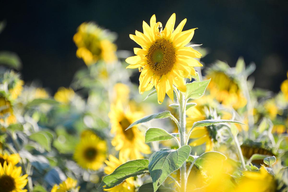 Jubilee State Park announce sunflowers blooming, ready for picture-perfect  moments