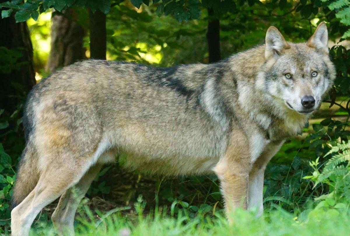 Onion Creek Wolf Pack Lethal Removal News