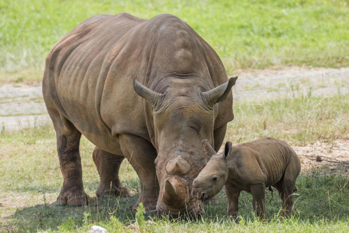 Another baby white rhino! N.C. Zoo announces second birth in 11 days |  Townnews | statesville.com