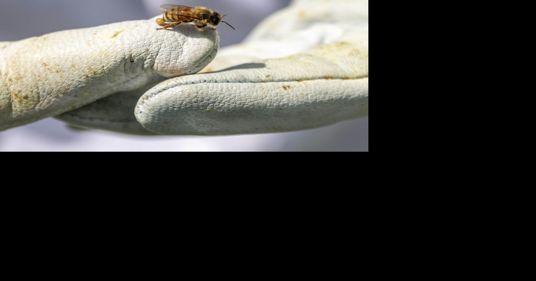 See photos of UNCG honey bee research WOODY MARSHALL Staff Reporter Jul 28, 2026 1 min ago