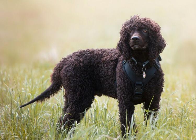 23 dogs that won't make you sneeze | Health, Med, Fitness | statesville.com