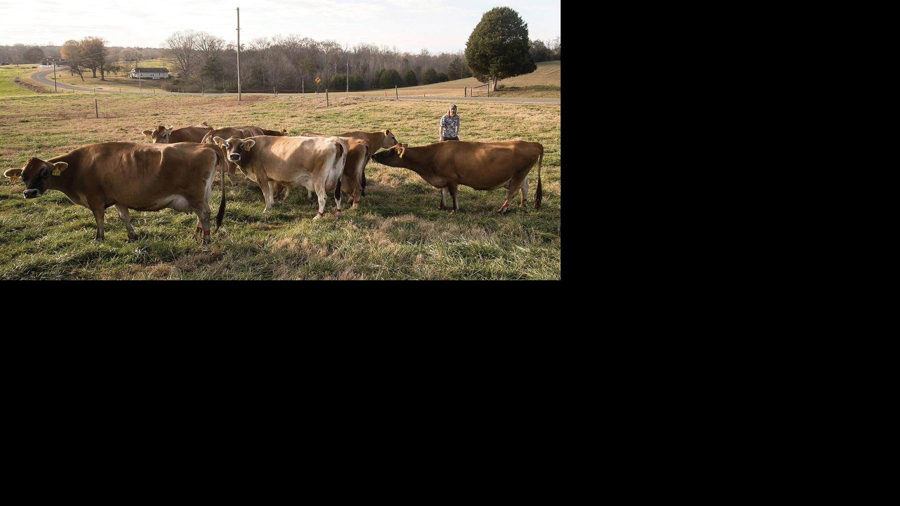 Iredell Is State S Largest Milk Producer But Farms Are