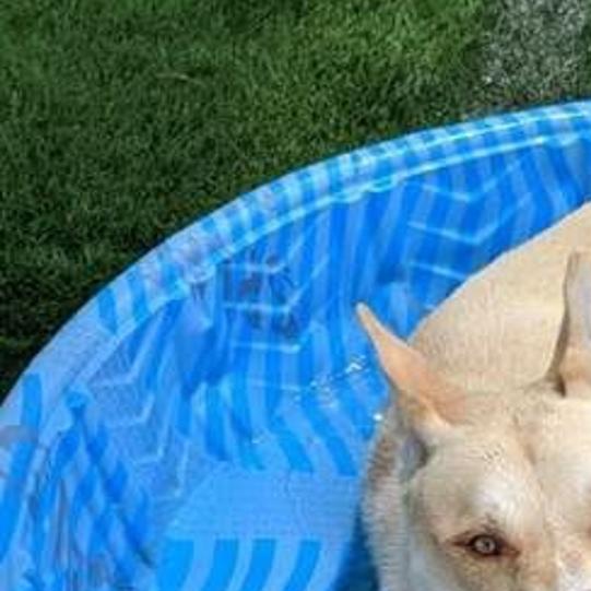 Photos Pets Of The Week Statesville Local News Statesville Com