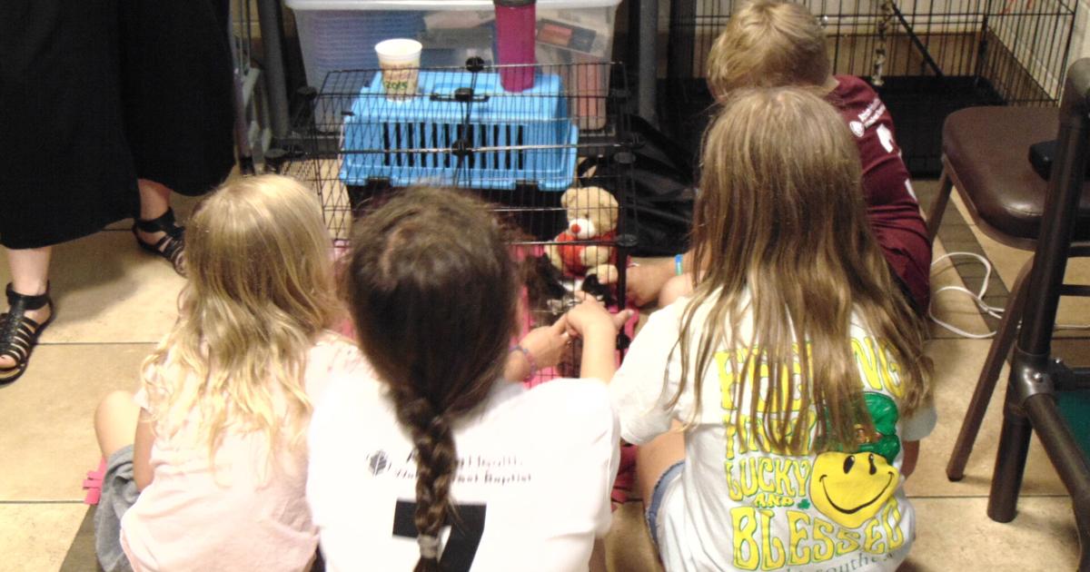 Kitten Shower at Iredell Animal Management showcases animals, mission | Community News Kitten Shower at Iredell Animal Management showcases animals, mission | Community News