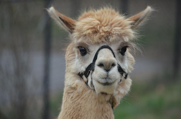 Alpacas put smiles on the faces of Olin Village residents