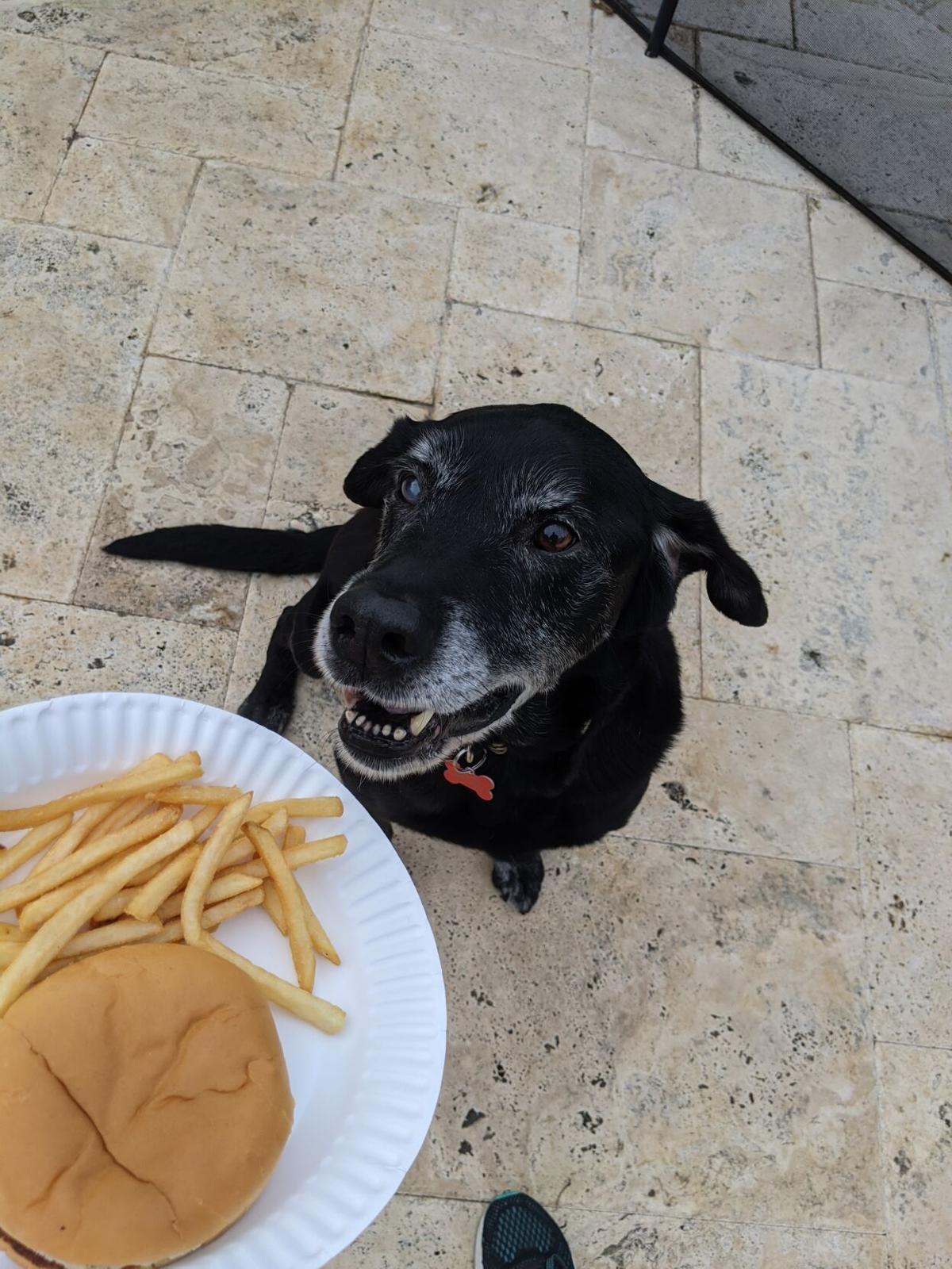 Jopym8zusa7zem Looking for a good deal on dog labs? 2