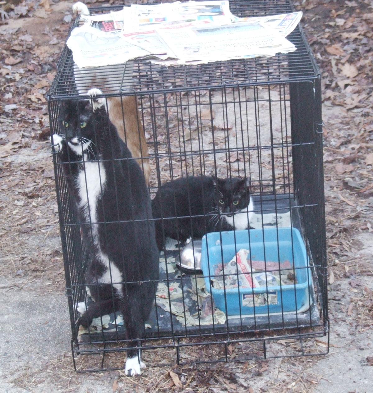 Iredell Woman Sentenced To Probation In Cat Hoarding Case Latest Headlines Statesville Com
