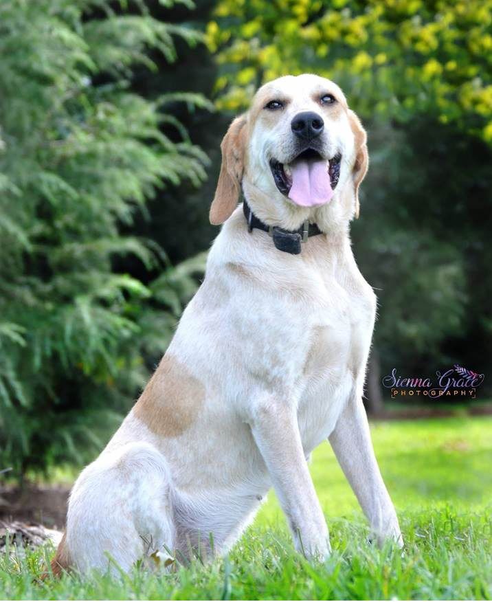 best pet for 1 year old