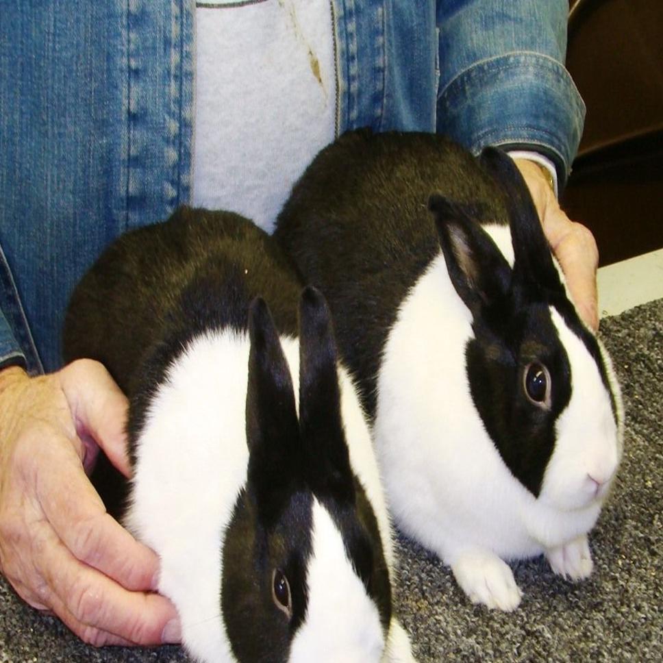 column the rabbit man retires local