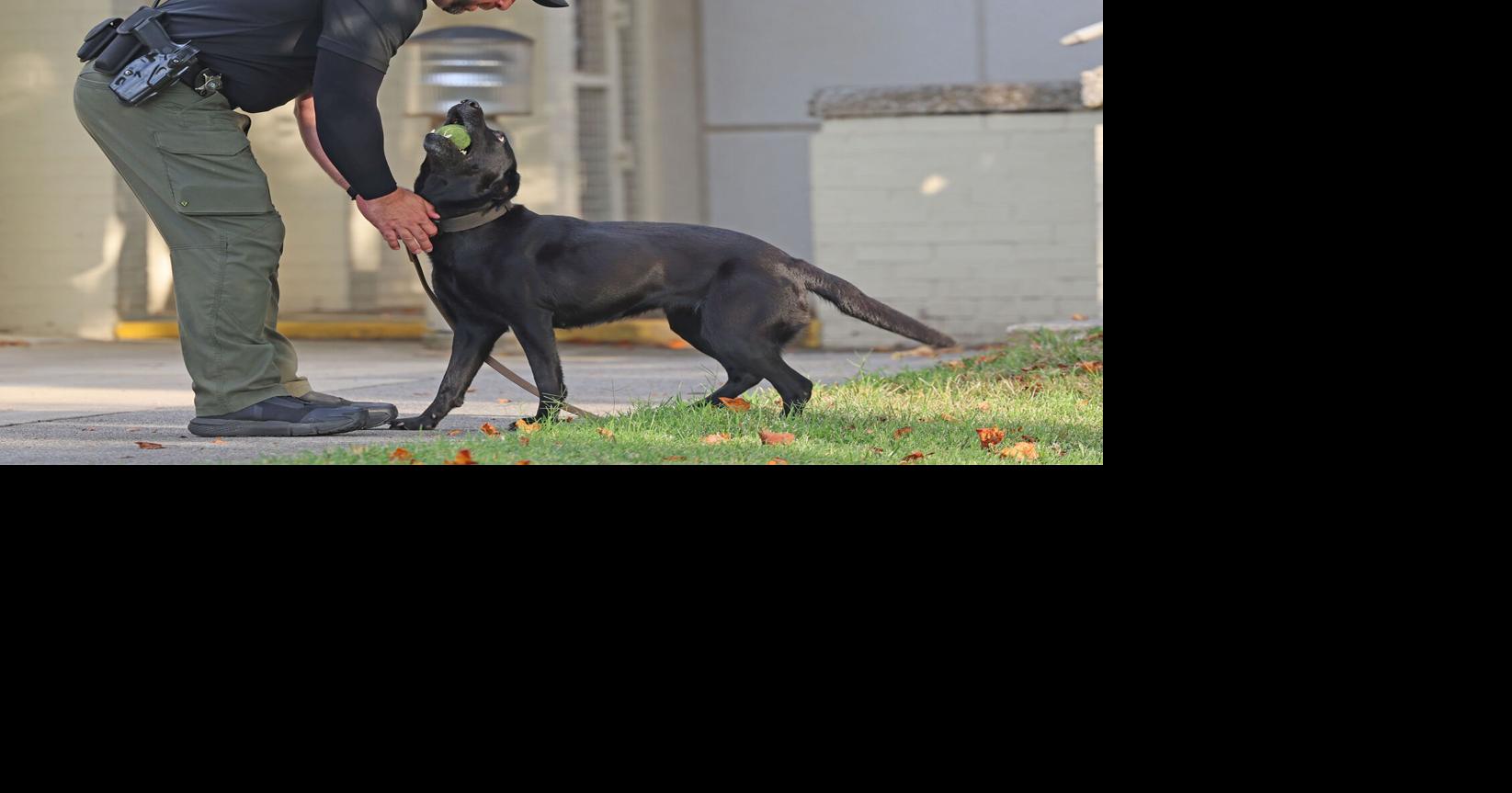 See photos from police K-9 demos at Iredell County Sheriff's Office teen academy Jul 15, 2026 1 min ago