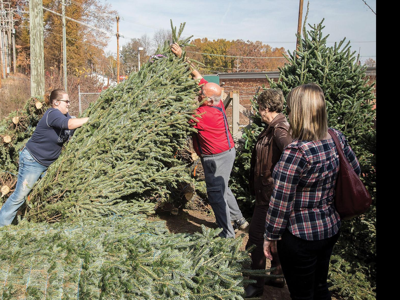 Iredell Sellers Give 5 Tips For Christmas Tree Selection And Care Latest Headlines Statesville Com