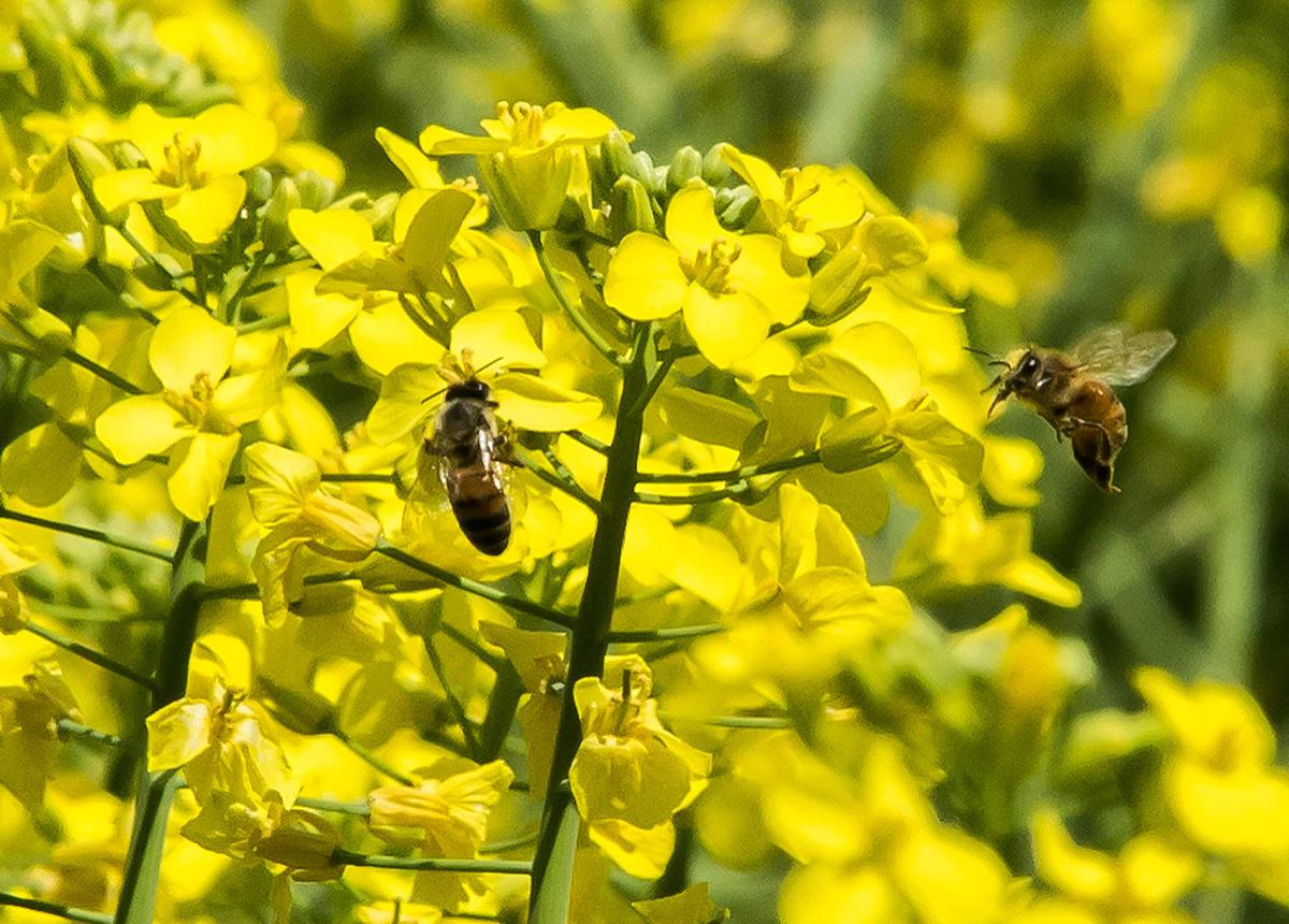 Canola Flowers in Bloom | Galleries | statesville.com