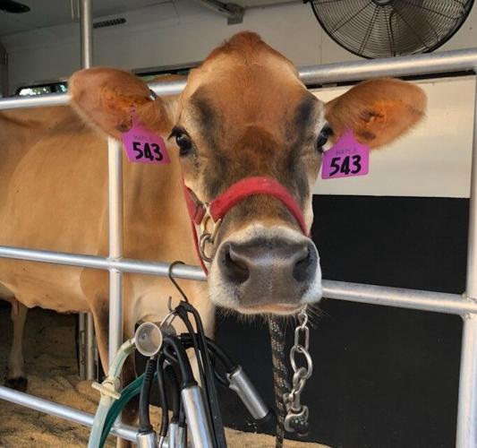 Troutman Elementary School students show off milk power