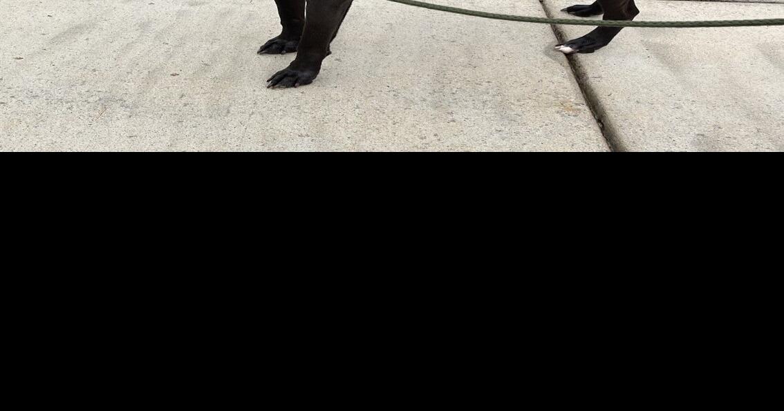 Iredell shelter offering  adoption for dogs
